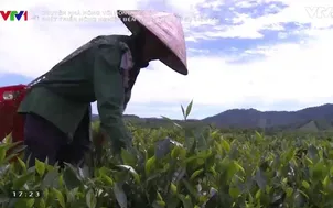 Phát triển nông nghiệp bền vững nhìn từ sự liên kết