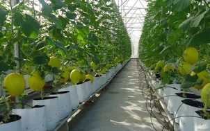 Phát triển nông nghiệp công nghệ cao nhìn từ Thanh Hóa