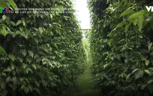 Phương pháp để cây hồ tiêu phát triển bền vững