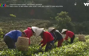 Hiệu quả từ mô hình sản xuất chè an toàn ở Thái Nguyên