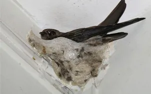 Làm giàu từ nghề nuôi chim yến tại Phú Yên