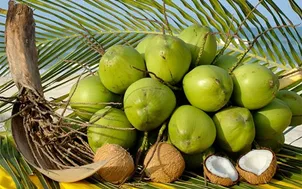 Chuyện nhà nông với nông nghiệp: Tam Quan xanh lại những vườn dừa