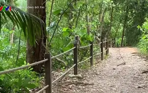 Trải nghiệm đi bộ giữa rừng tại trung tâm bảo tồn thiên nhiên ở Singapore