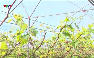 Nông dân hiện đại: Nuôi gà theo hướng VietGap, ứng dụng công nghệ cao