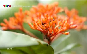 Sự sống diệu kỳ: Trong ngôi nhà Duông giữa rừng