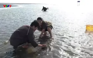 Rong ruổi phương Nam: Trải nghiệm làm nông dân làng nghề Cà Mau