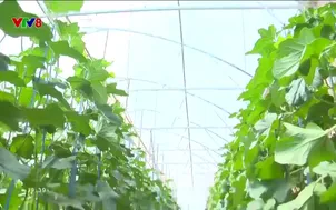 Nông dân hiện đại: Nâng cao giá trị nông sản địa phương