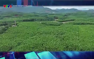 Doanh nghiệp và tiêu dùng - 11/11/2024