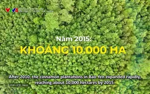 Ký sự Sắc màu Việt Nam: Đổi thay từ "thủ phủ" quế Lào Cai