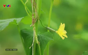 Ký sự đường biên: Làm nông nghiệp giúp nông dân miền núi đổi đời