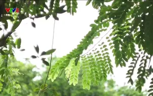 Tuyệt chiêu sống khỏe: 	Mắng con trước mặt người ngoài