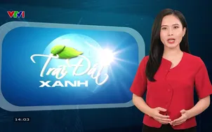 Trái đất xanh - 31/12/2024