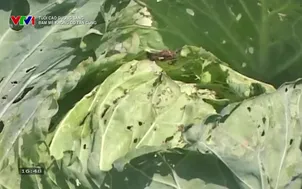 Tuổi cao gương sáng: Đam mê không có tận cùng