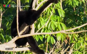 Phim tài liệu: Thiên nhiên Phong Nha - Phần 4