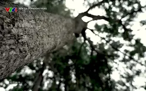 Điểm tựa giữa không trung	- 08/3/2025