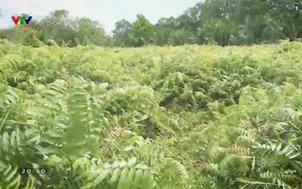 Ký ức miền Tây: Đọt choại đồng bưng