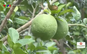 Nông nghiệp xanh: Tham gia thị trường tín chỉ carbon – Tiềm năng và thách thức
