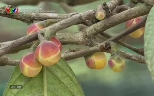 Đường tới nông trại: Bảo tồn dược liệu dưới tán rừng