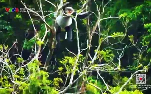 Phim tài liệu: Vườn Quốc gia Kon Ka Kinh - Vườn di sản Asean