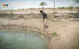 Phóng sự: Quản lý dịch bệnh trên tôm an toàn, hiệu quả