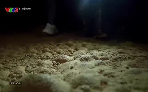 S - Việt Nam  - 05/4/2025