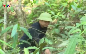 Đường tới nông trại: 	Phát triển kinh tế dược liệu