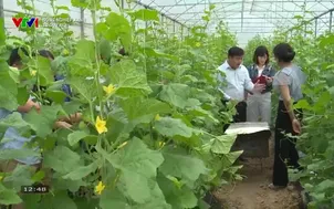 Nông nghiệp xanh: Tư duy mới