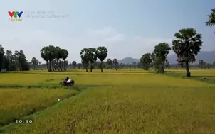 Ký ức miền Tây: Lối thương đường nhớ