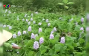 Ký sự: Mùa hoa lục bình