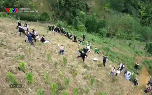 Dám sống: Sức sống của Cải