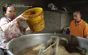 Đường tới nông trại: Giảm kháng sinh trong chăn nuôi