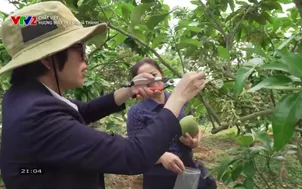 Chất Việt: 	Hương bưởi - Ký ức Hà Thành