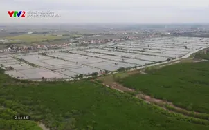 Giải mã cuộc sống: Độc đáo cây ngập mặn