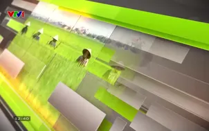 Nông nghiệp xanh: Tăng trưởng bền vững - Phần 2