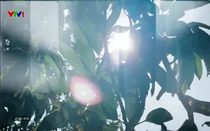 Phóng sự: Chung sức, đồng lòng xóa nhà tạm