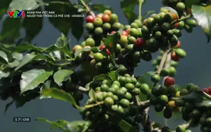 Khám phá Việt Nam: Người Thái trồng cà phê chè - Arabica