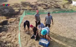 Phương Nam hôm nay - 15/5/2025