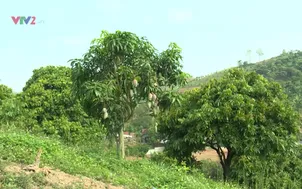 Môi trường và cuộc sống: Canh tác bền vững