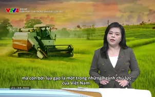 Bizline: Giảm phát thải trong sản xuất lúa gạo