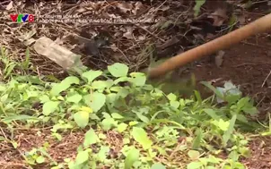 Tây Nguyên hôm nay: Tạo đột phá phát triển vùng đồng bào dân tộc thiểu số