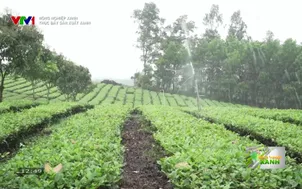 Nông nghiệp xanh: Thúc đẩy sản xuất xanh