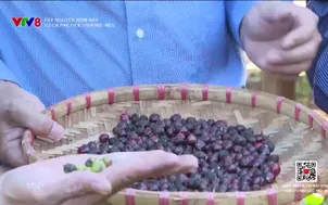 Tây Nguyên hôm nay: Từ cà phê đến thương hiệu