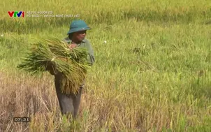 Nẻo về nguồn cội: Rối nước Tinh hoa nghệ thuật Việt