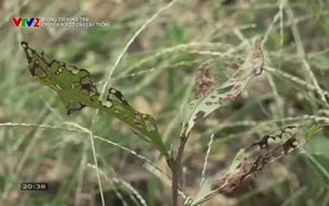 Đường tới nông trại: 	Chuyển đổi cơ cấu cây trồng