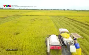 Phóng sự: Giảm phát thải trong sản xuất lúa gạo