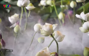 Du lịch Việt Nam - 25/5/2025