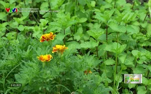 Nông nghiệp xanh: Hạn chế hoá chất trong nông nghiệp