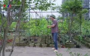 Nhà nông vui vẻ: Hướng dẫn thu hoạch và ủ quả hồng xiêm