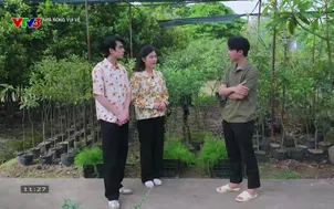 Nhà nông vui vẻ: Những lưu ý khi chăm sóc cây măng tây