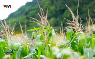 S - Việt Nam: Miền đất của những người sống thọ